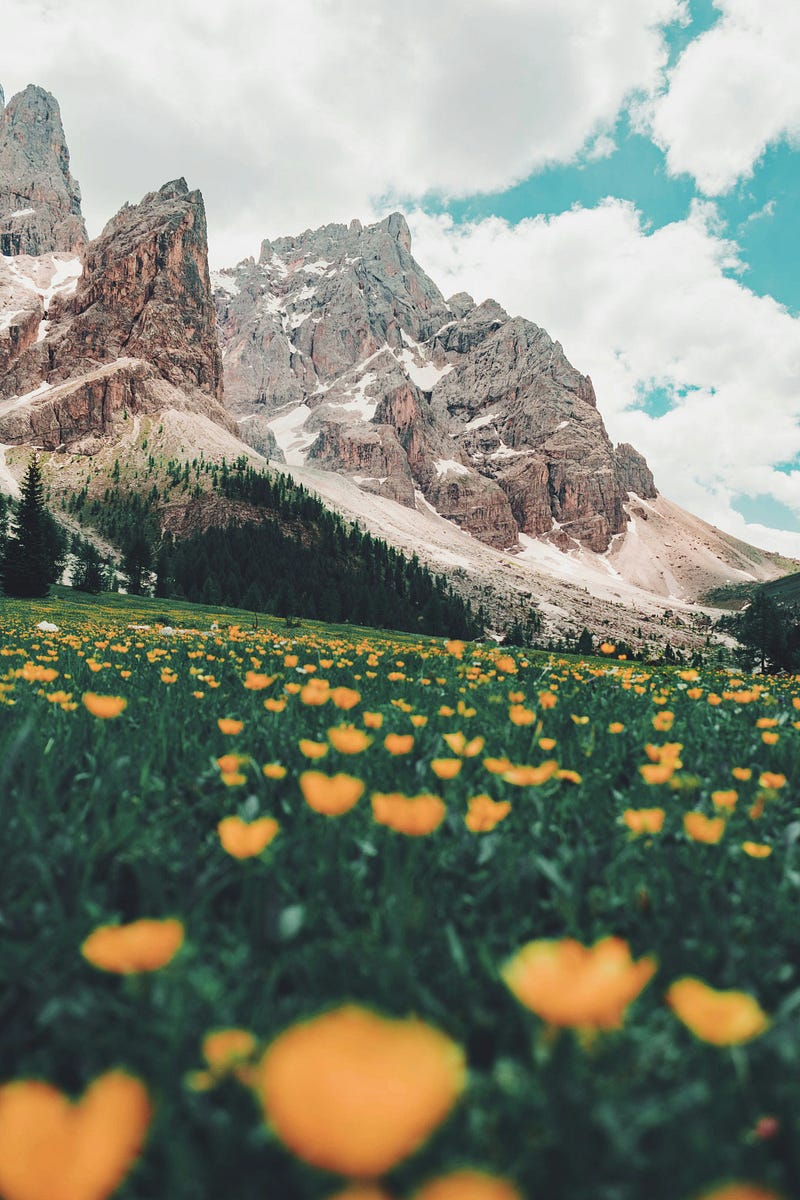 A beautiful field of flowers